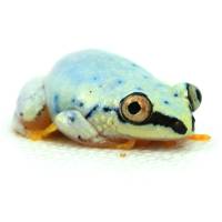 Blue Back Reed Frog (Captive Bred) - 1/2"