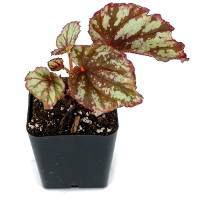 Begonia 'Bolero'