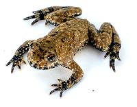 WHOLESALE Yellow-Bellied Toad - Bombina variegata (Captive Bred)