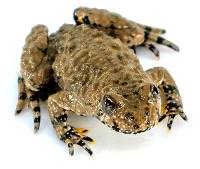 Yellow Fire-Bellied Toad - Bombina variegata (Captive Bred)