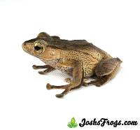 Adult Borneo Eared Frog - Polypedates otilophus (Captive Bred)