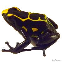 Dendrobates tinctorius 'Boulanger' (Captive Bred) - Dyeing Poison Arrow Frog