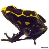 Dendrobates tinctorius 'Boulanger' TADPOLE - Dyeing Poison Arrow Frog