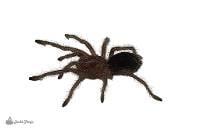 Brazilian Black Tarantula - Grammostola pulchra | 1 inch (Captive Bred)