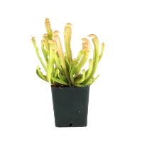 Sarracenia 'Bug Bat'
