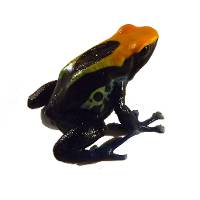 Dendrobates tinctorius 'Brazilian Yellow Head' TADPOLE - Dyeing Poison Arrow Frog