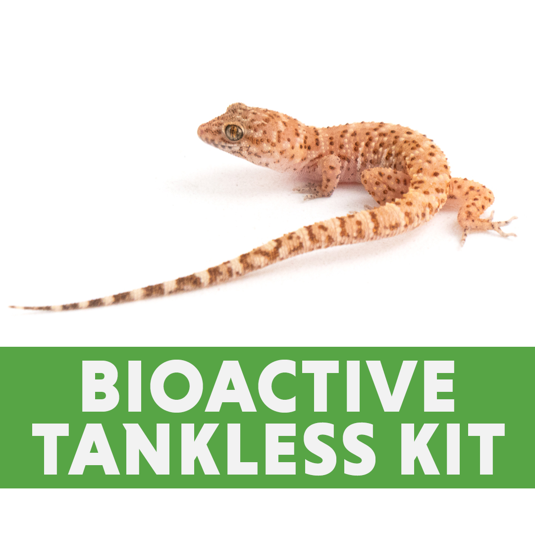 Bynoe's Gecko BIOACTIVE Tankless Habitat Kit (20 Gallon Long)