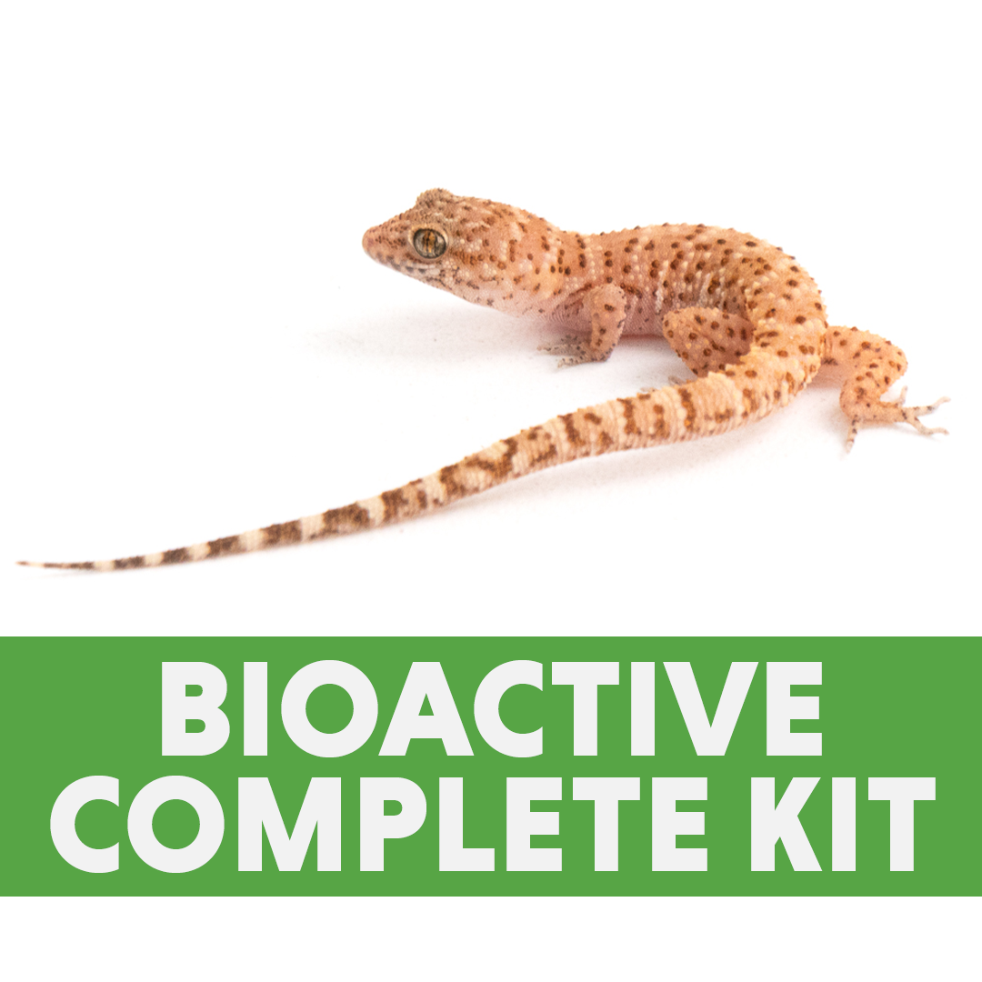 Bynoe's Gecko BIOACTIVE Complete Kit (24x18x18)