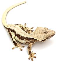 Crested Gecko Lilly White C410923