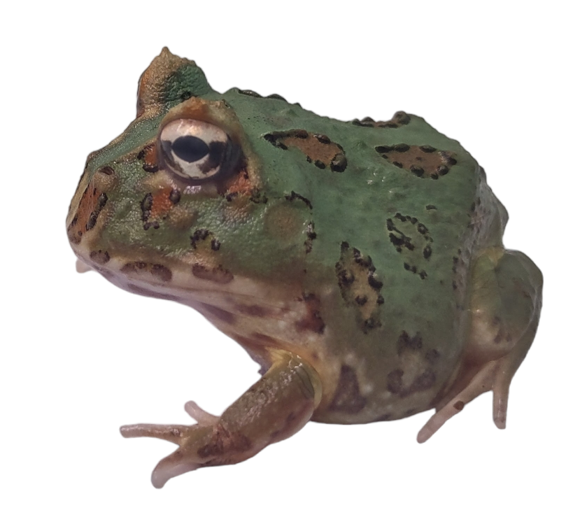 Samurai Pac-Man Frog - Ceratophrys cranwelli (Captive Bred CBP) C44