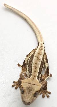 Crested Gecko Lilly White C450923