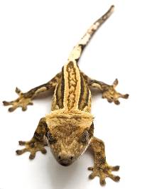 Crested Gecko Quad Pinstripe C470923