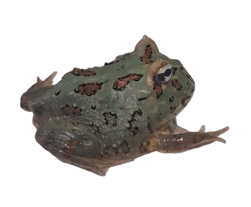 Samurai Pac-Man Frog - Ceratophrys cranwelli (Captive Bred CBP) C47
