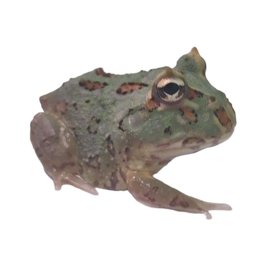 Samurai Pac-Man Frog - Ceratophrys cranwelli (Captive Bred CBP) C48