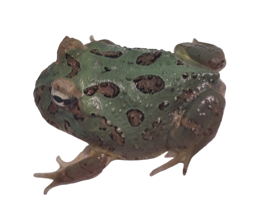 Samurai Pac-Man Frog - Ceratophrys cranwelli (Captive Bred CBP) C51