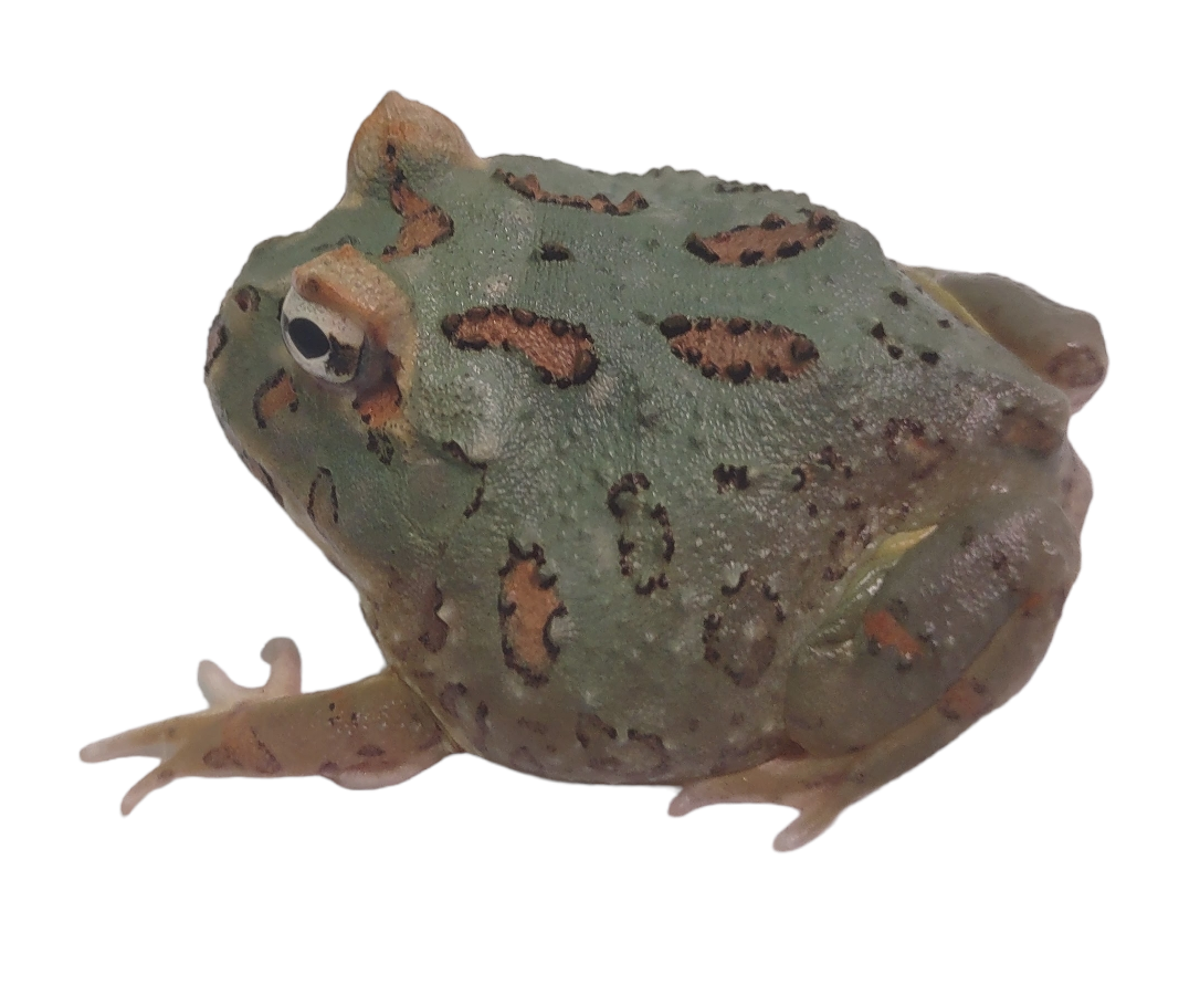 Samurai Pac-Man Frog - Ceratophrys cranwelli (Captive Bred CBP) C54