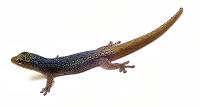 Cameroon Dwarf Gecko - Lygodactylus conraui (Captive Bred)