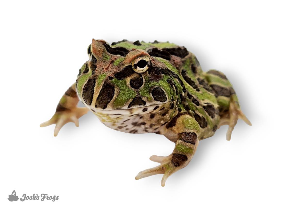 Moss is one of the best substrates for Pacman frogs