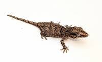 Reticulated CBPGAR007