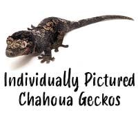 Chahoua Gecko - Mniarogekko chahoua (Individually Listed)