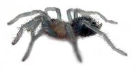 Chilean Rose Hair Tarantula - Grammostola rosea (Captive Bred)