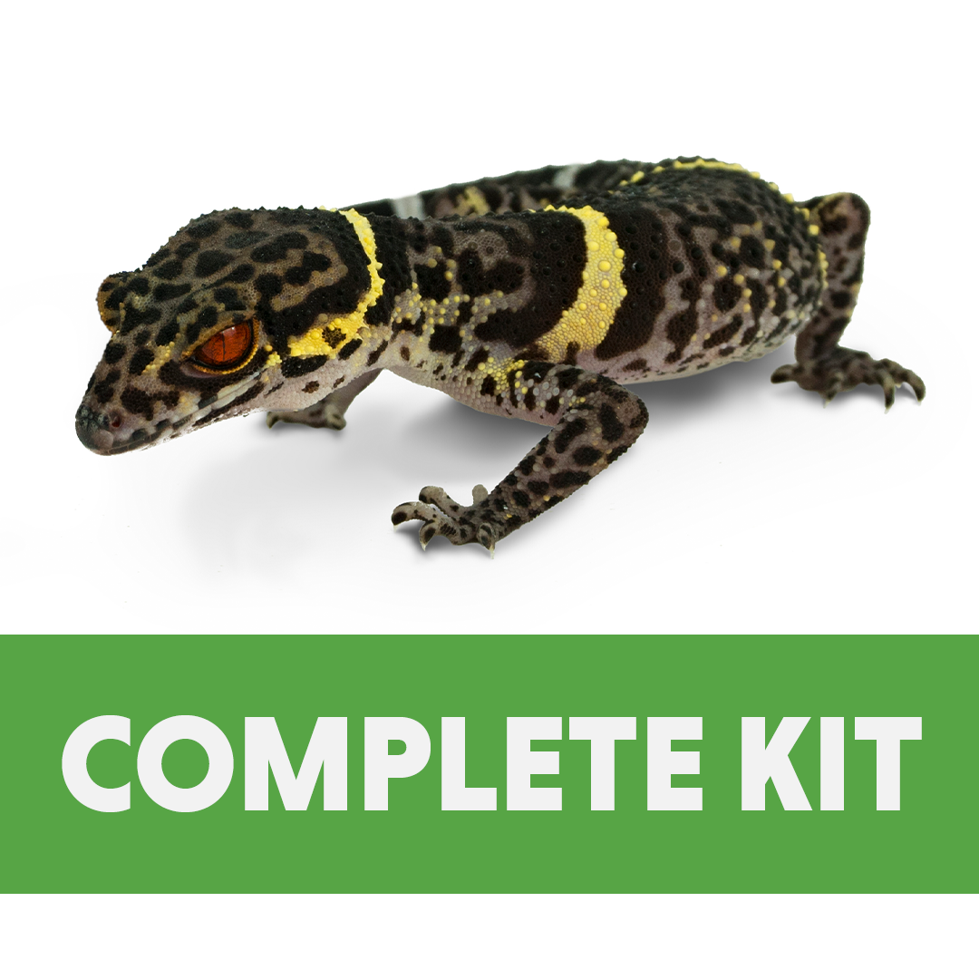 Chinese Cave Gecko Complete Kit (18x18x18)