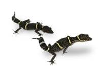 Petco Chinese Cave Gecko - 3" / 3g minimum