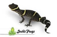 Chinese Cave Gecko (Captive Bred) - Goniurosaurus hainanensis (Male)