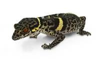 Chinese Cave Gecko (Captive Bred) - Goniurosaurus hainanensis (unsexed)
