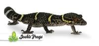 Chinese Cave Gecko (Captive Bred) - Goniurosaurus hainanensis (Female)