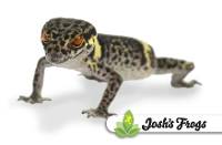 High Color Chinese Cave Gecko (Captive Bred) - Goniurosaurus hainanensis (Female)