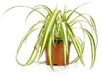Chlorophytum comosum 'Spider Plant' (4 inch pot) 