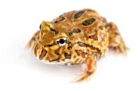 Coffee Pac-Man Frog - Ceratophrys cranwelli (Captive Bred CBP)