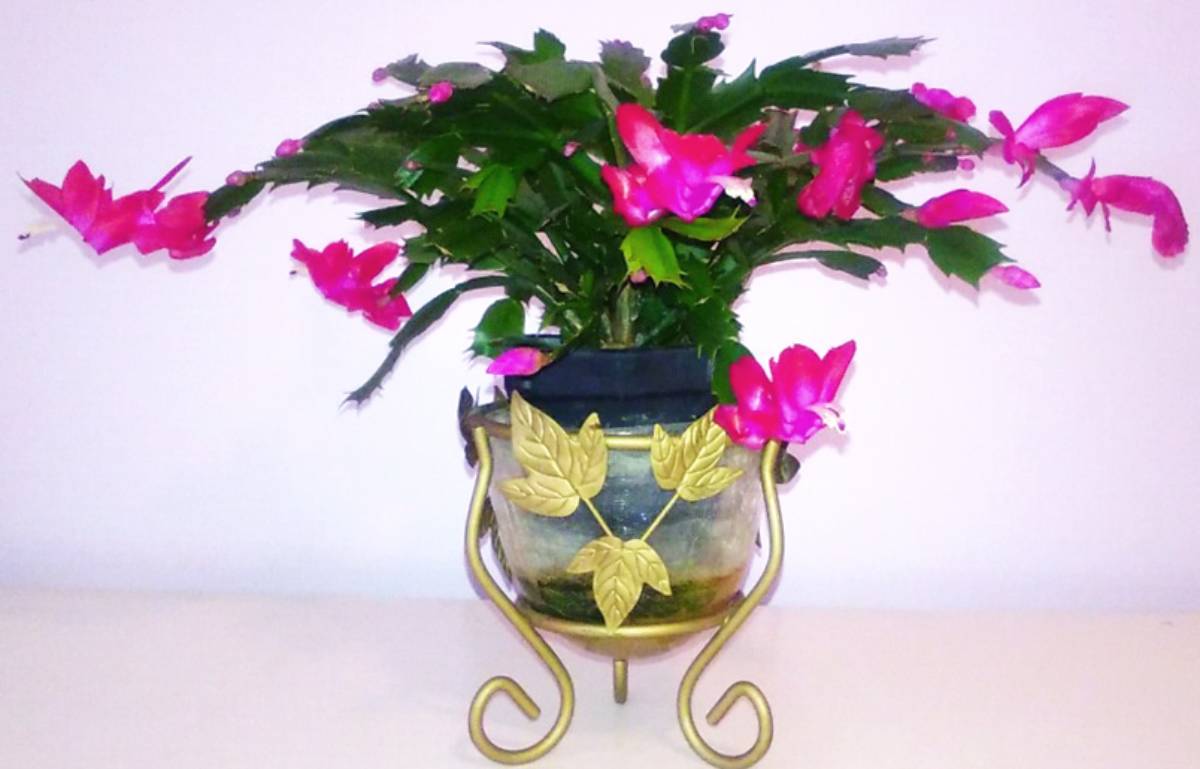 A Christmas Cactus after just one year of growth!
