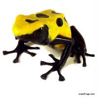 Dendrobates tinctorius 'Citronella' TADPOLE - Dyeing Poison Arrow Frog