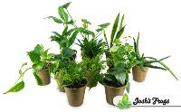 Clean Air Houseplant Multi-Pack with Eco-Friendly Pots (3 plants)
