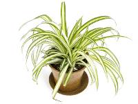 Clean Air Plant in Eco-Friendly Pot -  Chlorophytum comosum 'Spider Plant' (Grower's Choice) 