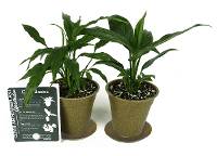 Clean Air Plant in Eco-Friendly Pot - Spathiphyllum floribundum 'Peace Lily' (Grower’s Choice) 