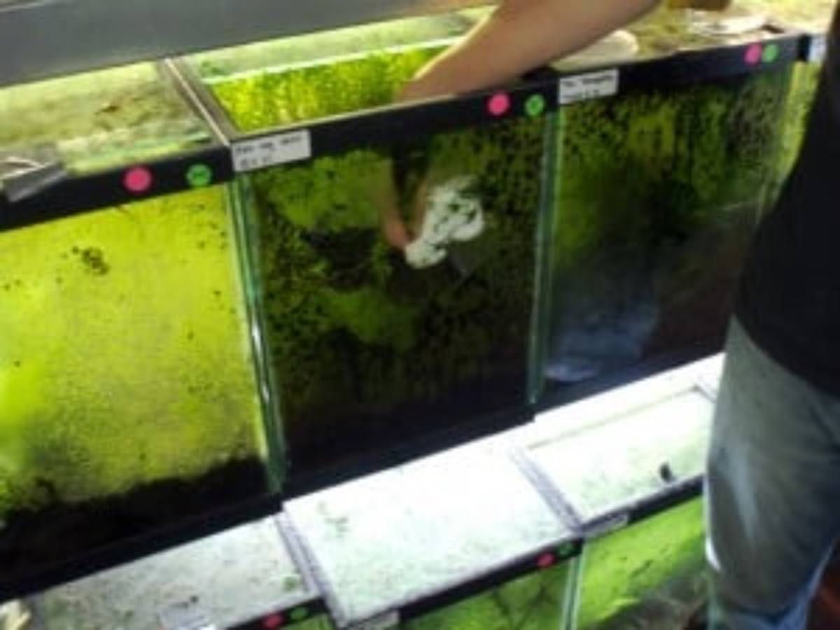 Wiping algae off the glass of poison dart frog vivariums