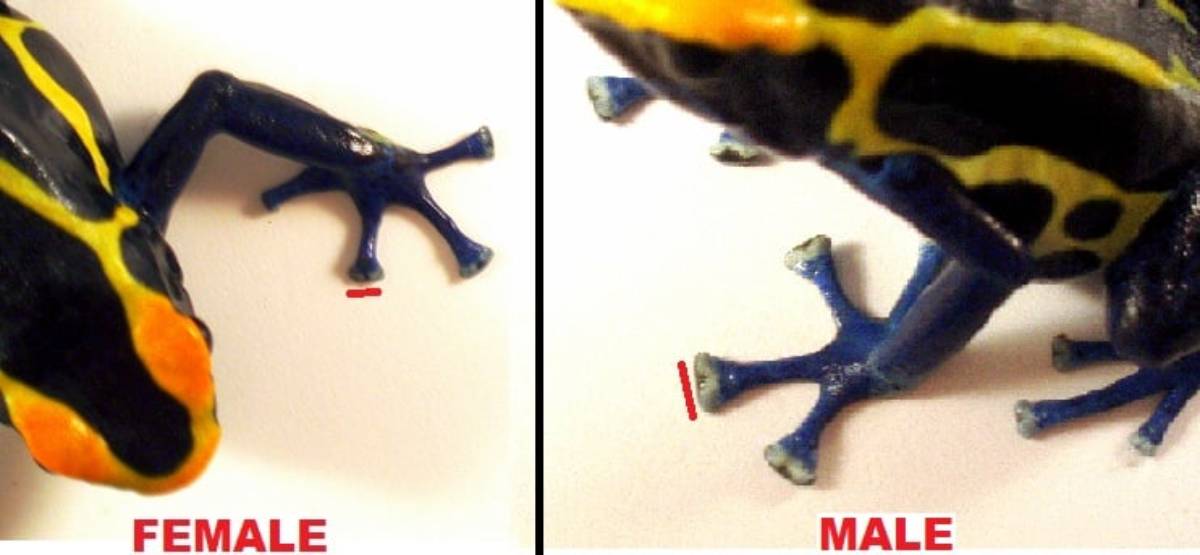 How To Visually Sex Dart Frogs 