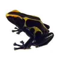 Dendrobates tinctorius 'Cobalt' | Dyeing Poison Arrow Frog (Captive Bred)