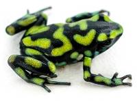 Dendrobates auratus 'Colombian Yellow/Capurgana' | Green and Black Poison Dart Frog (Captive Bred)