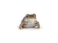 Juvenile Colorado River Toad (Captive Bred) - DROPSHIP