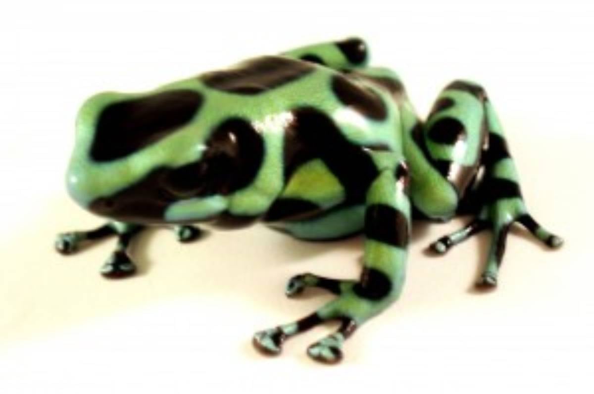 Dendrobates auratus 'Costa Rican Green and Black' poison dart frog