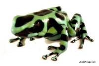 Dendrobates auratus 'Costa Rican Green & Black' TADPOLE - Green and Black Poison Dart Frog 