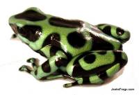 Dendrobates auratus 'Costa Rican Green & Black' Dart Frog (Captive Bred)