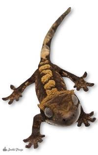 Crested Gecko - Correlophus ciliatus 'Flame' (Keeper's Choice)