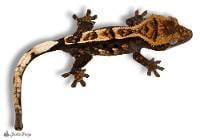 Crested Gecko - Correlophus ciliatus 'Harlequin' (Keeper's Choice)