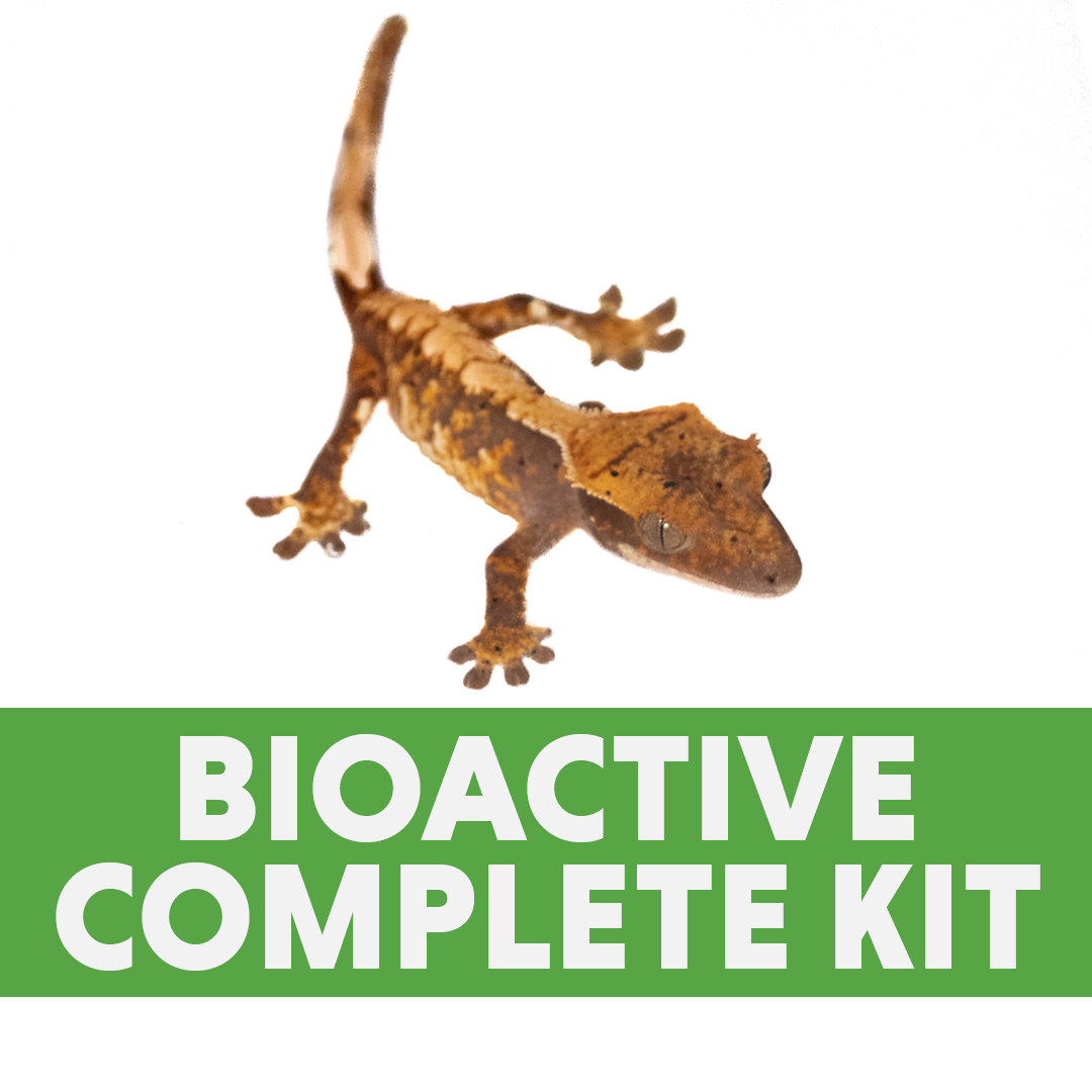 Complete Bioactive Habitat Kit for Crested Geckos (12x12x18 Glass Terrarium)