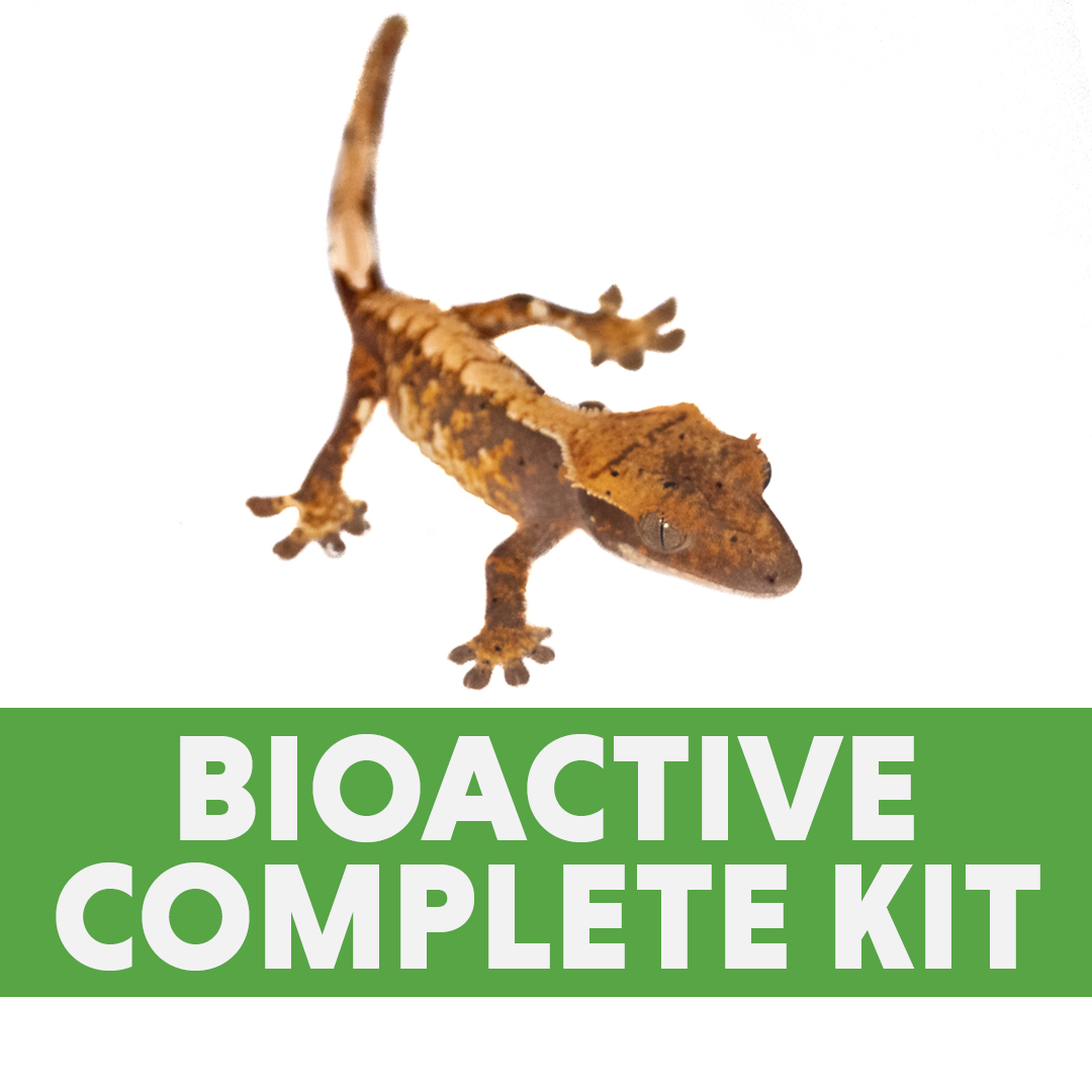 Complete Bioactive Habitat Kit for Crested Geckos (18x18x25)